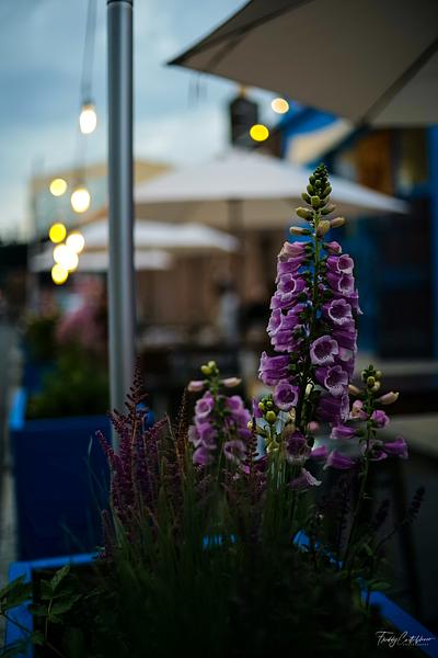 Terraza 7